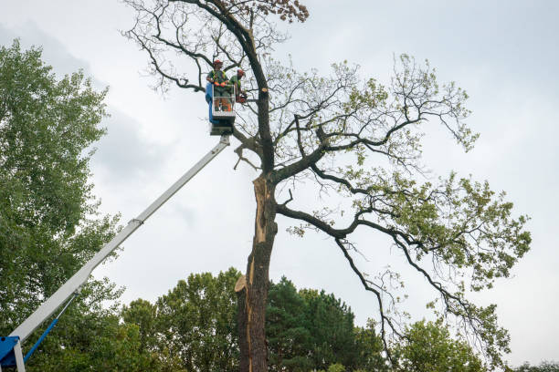 Reliable Columbia City, IN Tree Care  Solutions