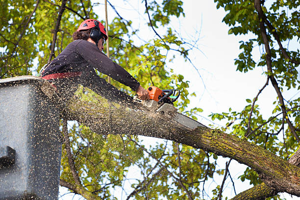 Best Leaf Removal  in Columbia City, IN